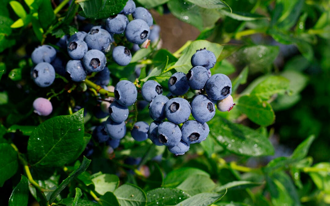 Blue berries