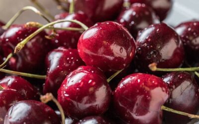 Sweet cherry trials in Uzbekistan