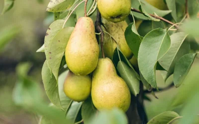 Pears