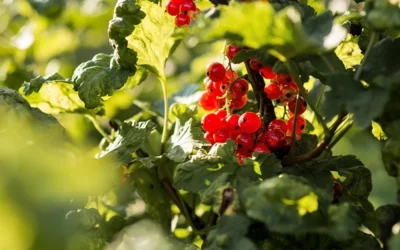Red currant