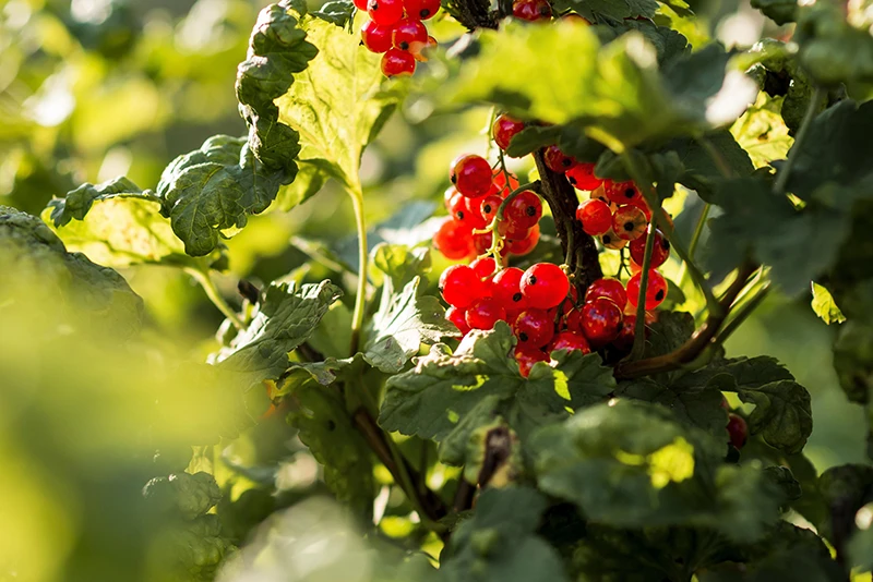 Red currant