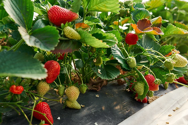 Strawberries